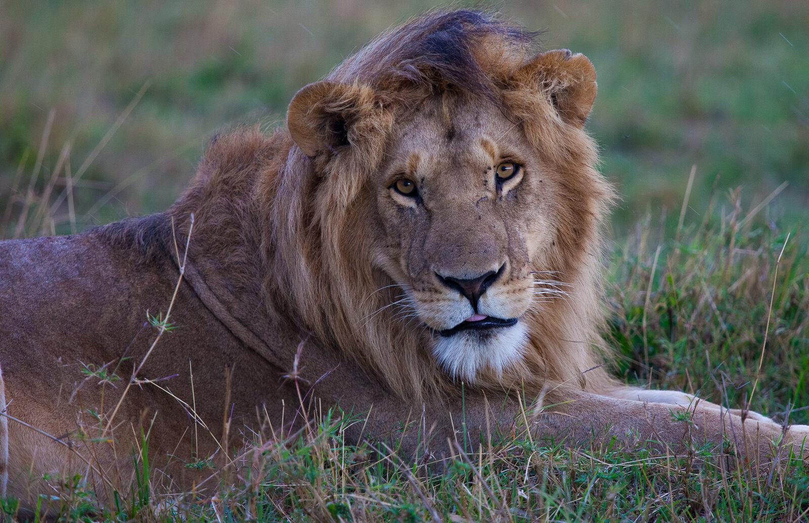 Sustainable Safari in Kenya 2026: Why Masai Mara Became the Global Gold Standard (and How to Visit Without Becoming Part of the Problem) — imagem do artigo