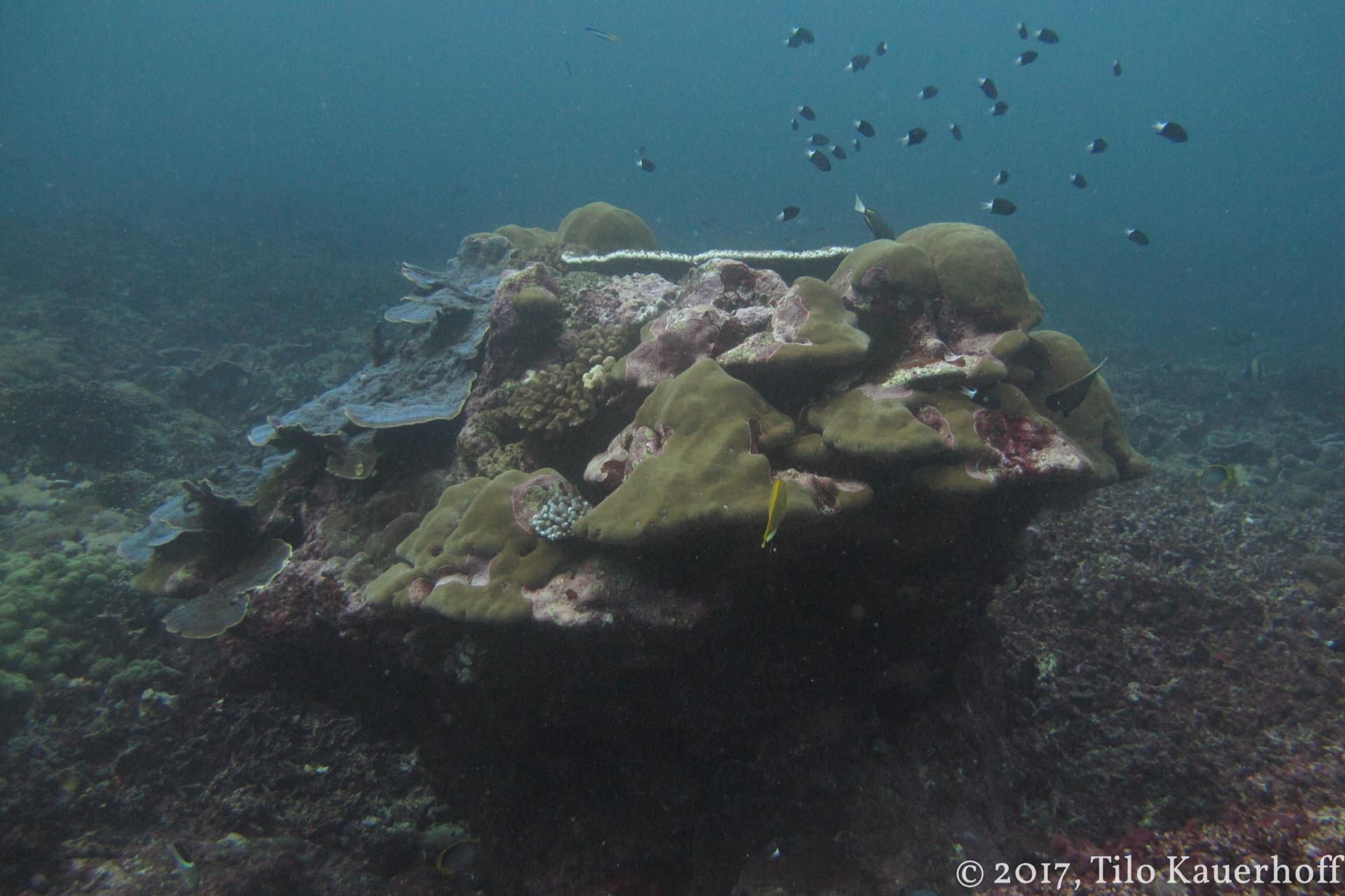 Responsible Diving 2026: Raja Ampat, the Great Barrier Reef, the Red Sea — The 6 Reefs Worth the Tank and How Not to Wreck Them — imagem do artigo