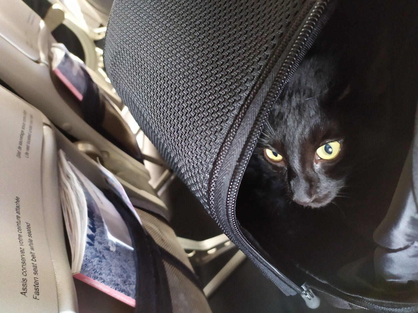 Traveling with Pets Worldwide in 2026: Honest Guide to Documents, Flights, and Countries Accepting Dogs and Cats — imagem do artigo