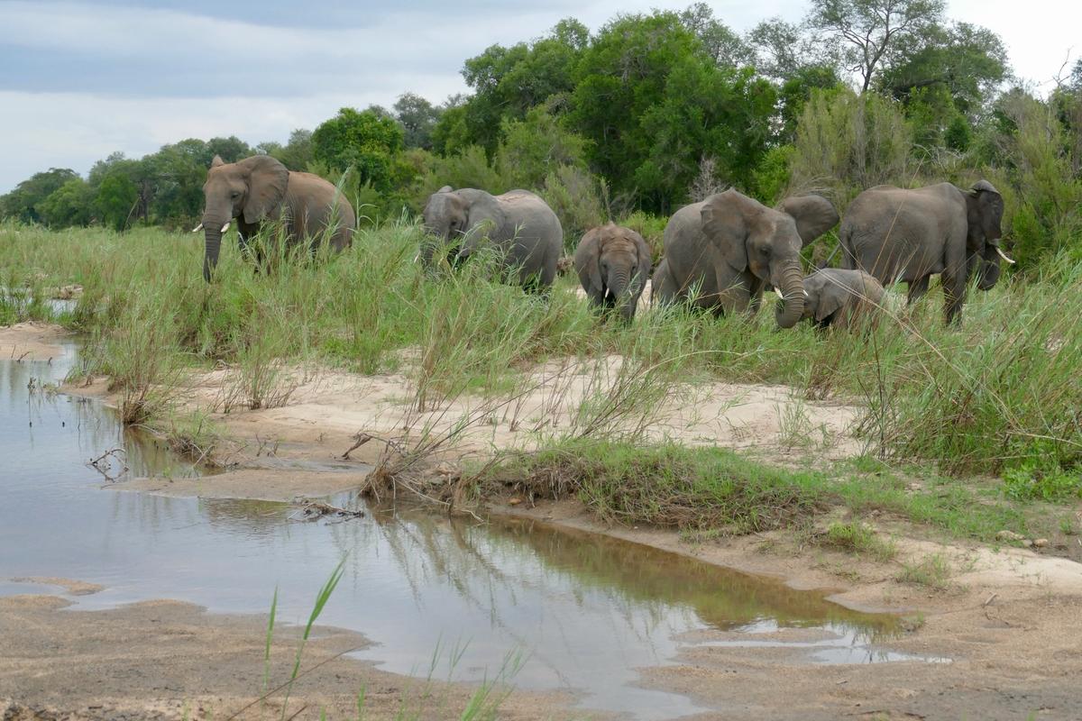 Safaris Africa 2026 Melhores Parques Quando Ir — imagem do artigo