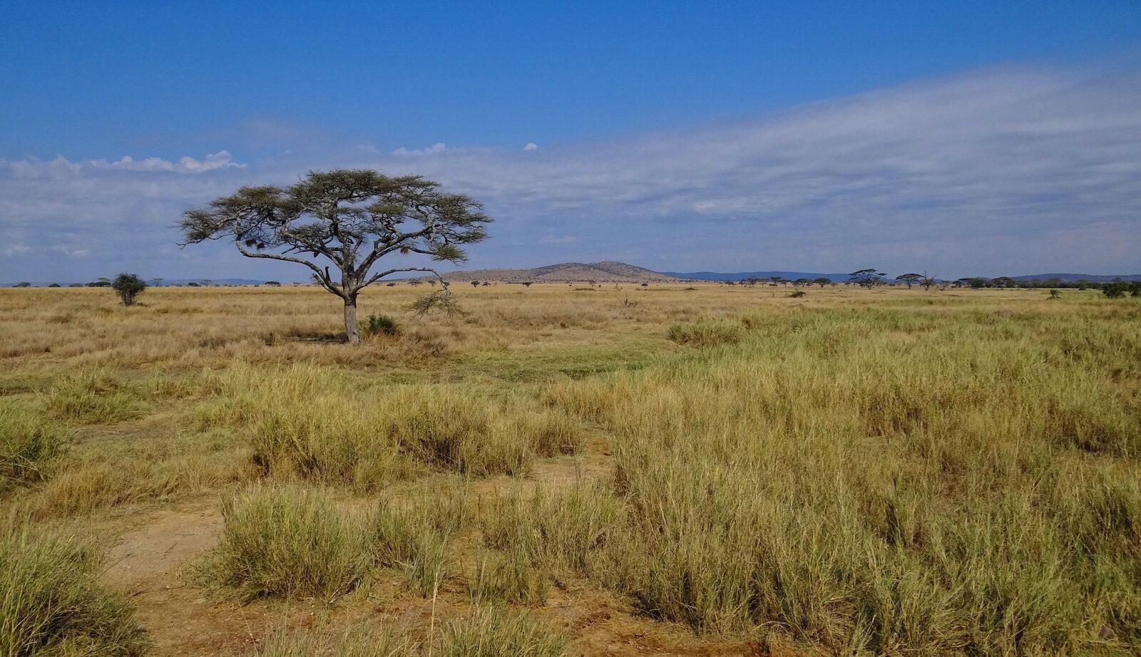 7-Day Safari in Tanzania: Complete Guide 2026 (Serengeti, Ngorongoro, Real Costs, and Honest Itinerary) — imagem do artigo